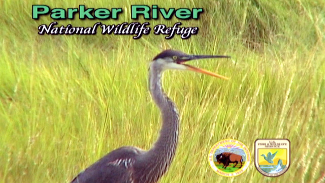 Parker River Nat. Wildlife Refuge video